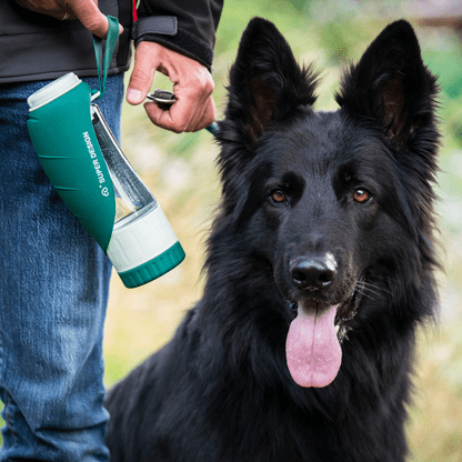 Bouteille pour chien PawHydrate